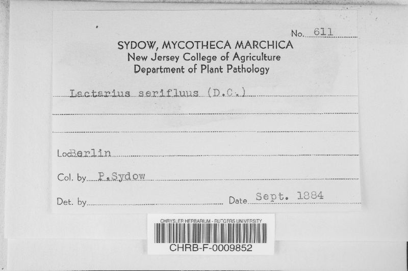 Lactarius serifluus image