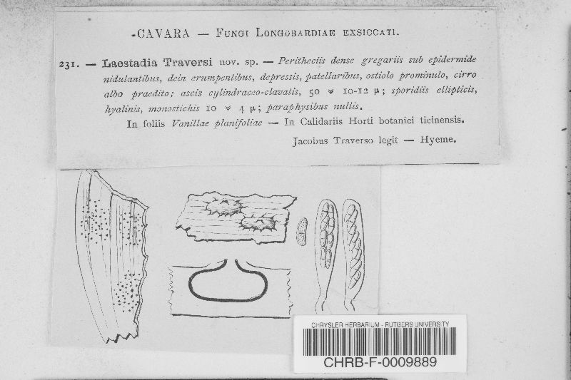 Laestadia traversi image