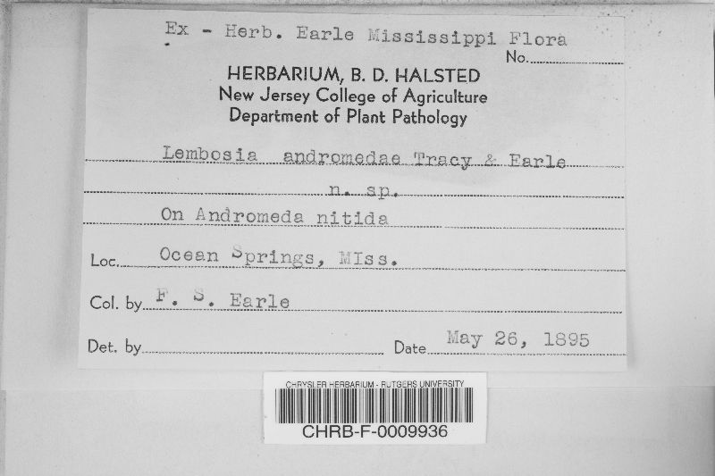 Lembosia andromedae image
