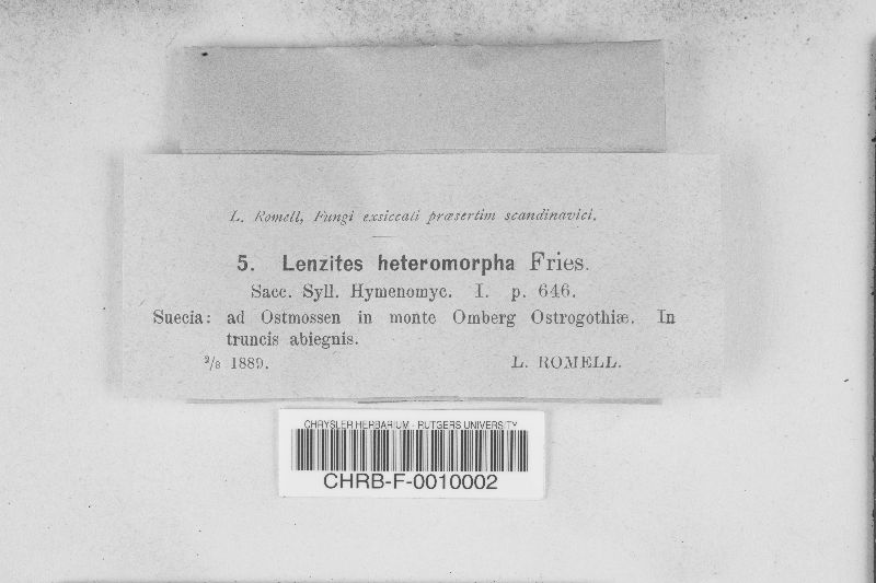 Antrodia heteromorpha image