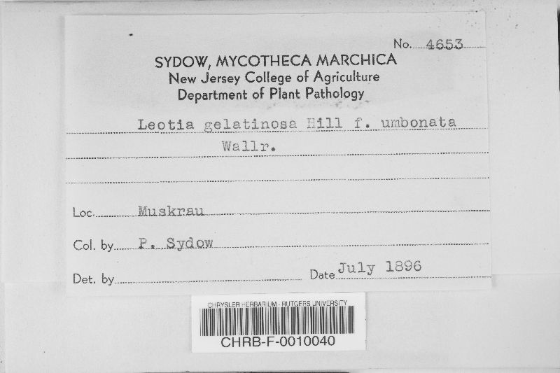 Leotia gelatinosa image