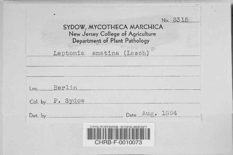 Entoloma anatinum image