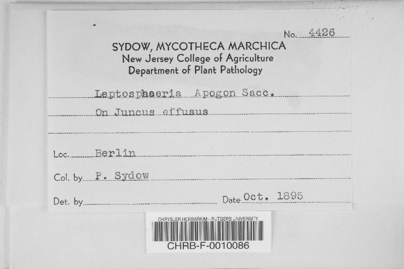 Leptosphaeria apogon image