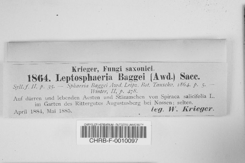 Leptosphaeria baggei image