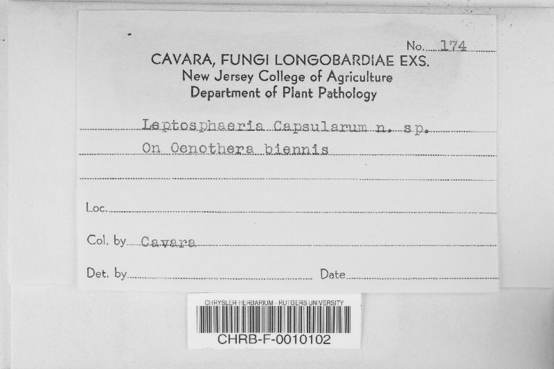 Leptosphaeria capsularum image