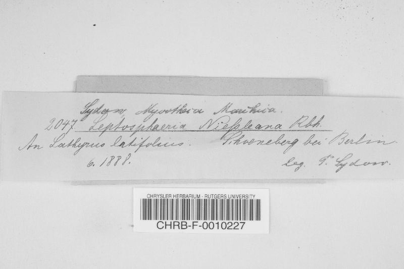 Entodesmium niesslianum image