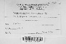 Entodesmium niesslianum image
