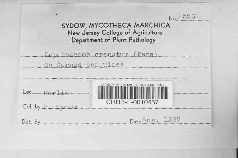 Lophiostoma crenatum image