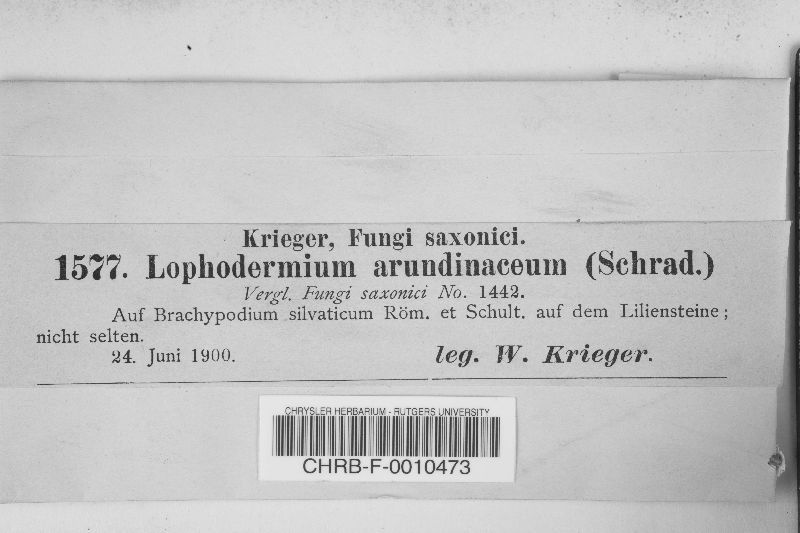 Lophodermium arundinaceum image