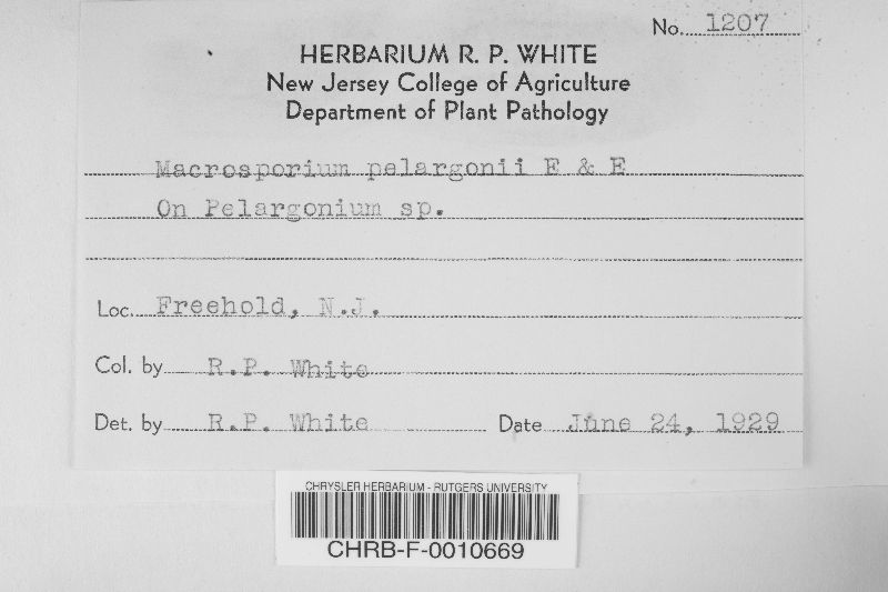 Macrosporium pelargonii image