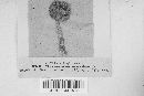 Marasmius oreades image