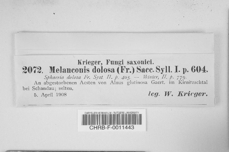 Melanconis dolosa image