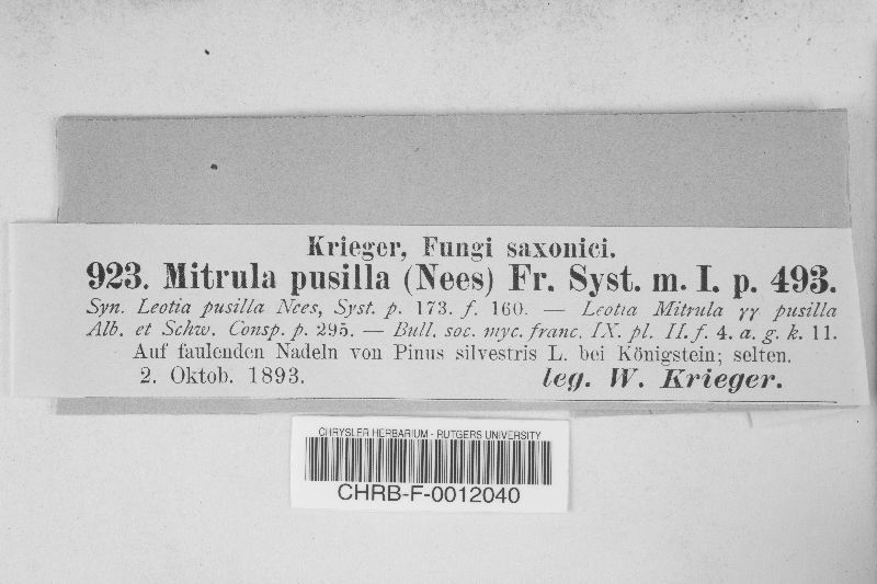 Mitrula pusilla image