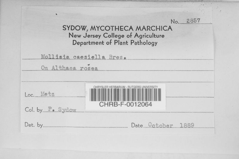 Mollisia caesiella image