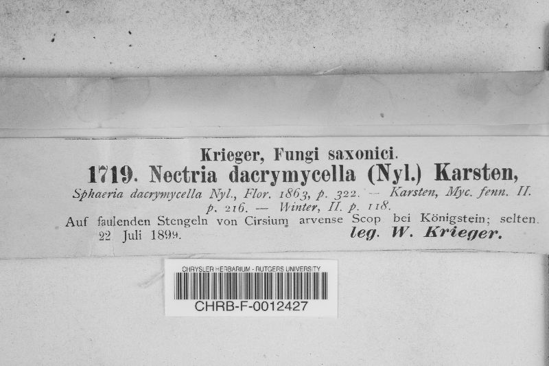 Nectriella dacrymycella image