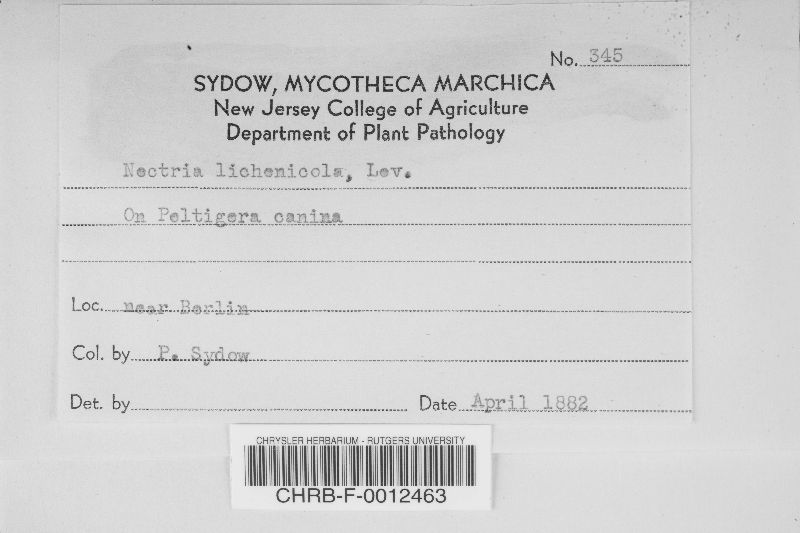 Pronectria lichenicola image
