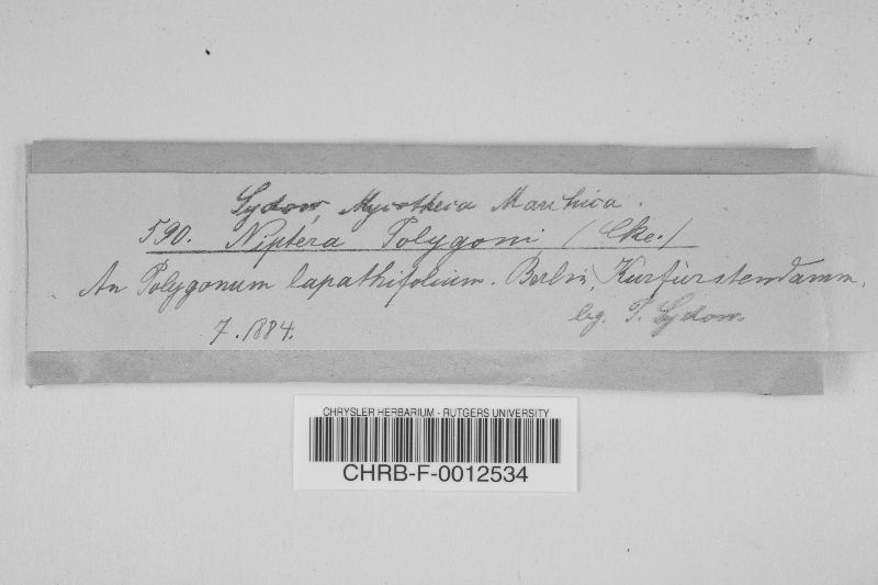 Niptera polygoni image