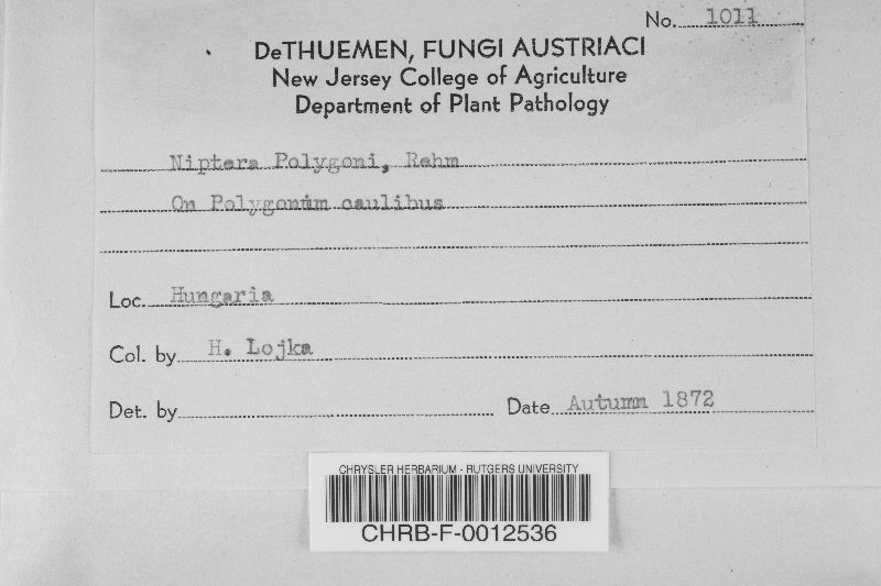 Niptera polygoni image