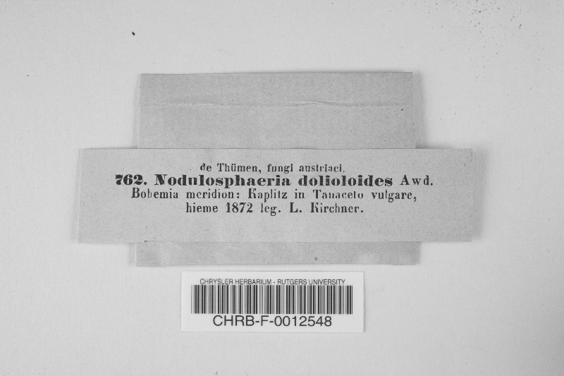 Nodulosphaeria dolioloides image