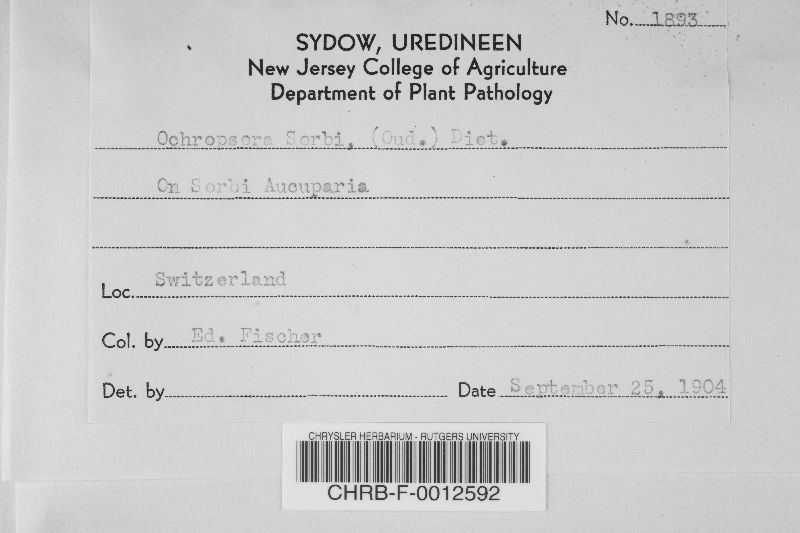 Ochropsora image