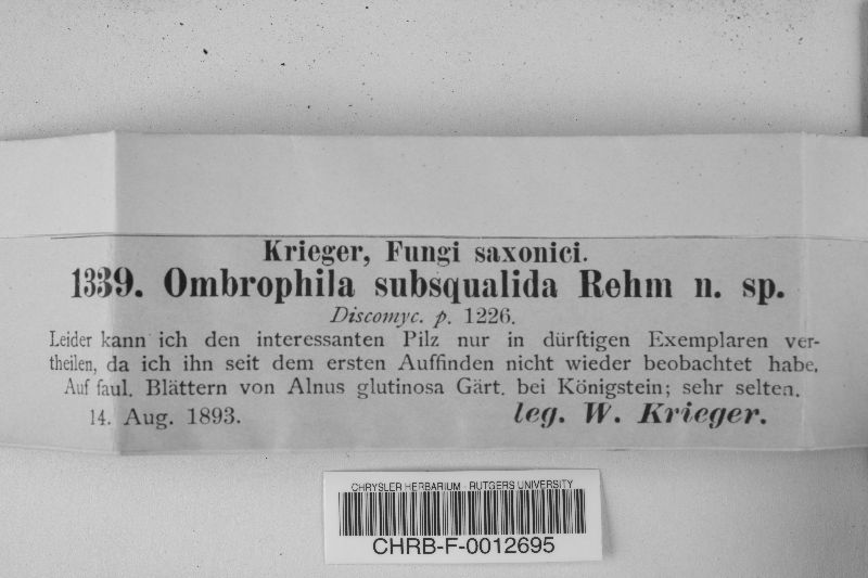Ombrophila subsqualida image