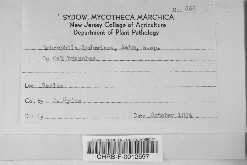 Rutstroemia sydowiana image