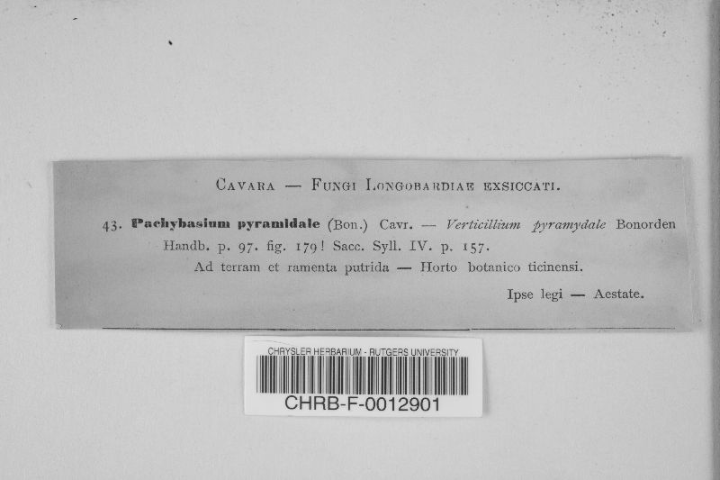Pachybasium pyramidale image