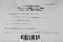 Peniophora quercina image