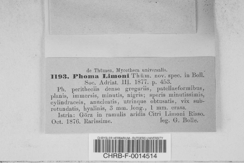 Phoma limonis image