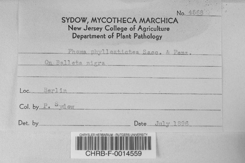 Phoma phyllostictea image