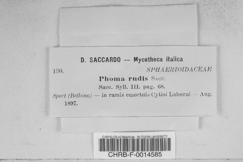 Phoma rudis image