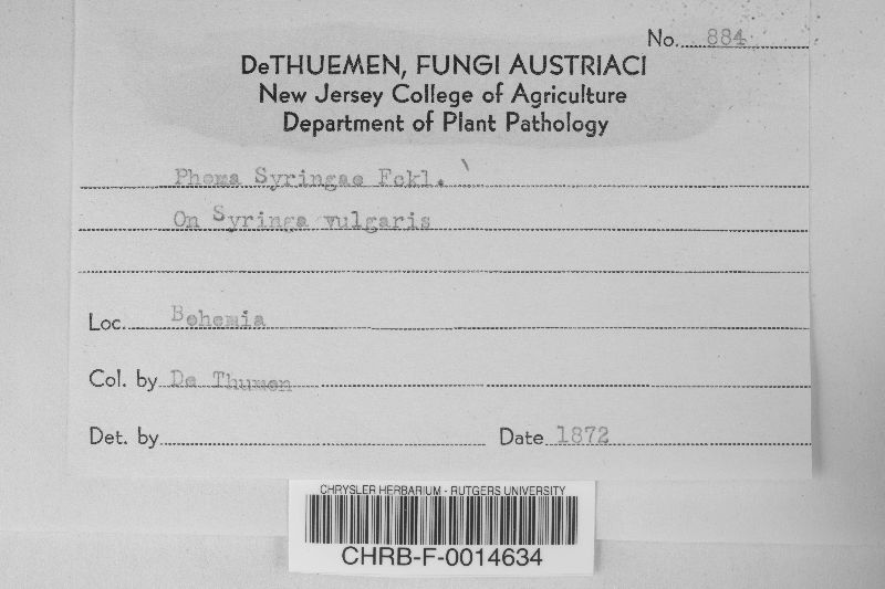 Phoma syringae image