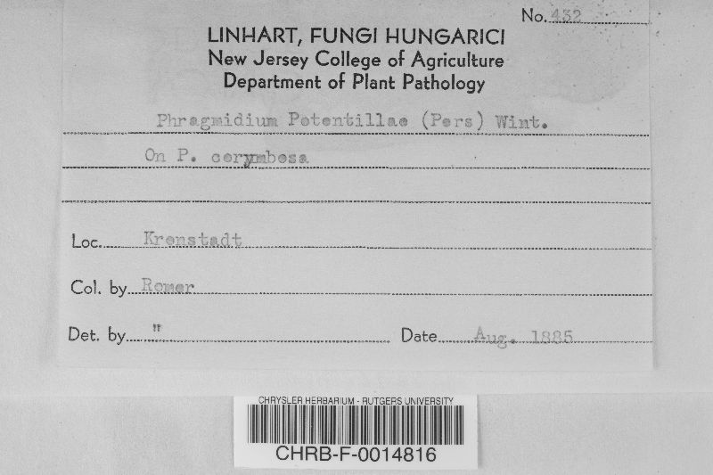 Phragmidium potentillae image