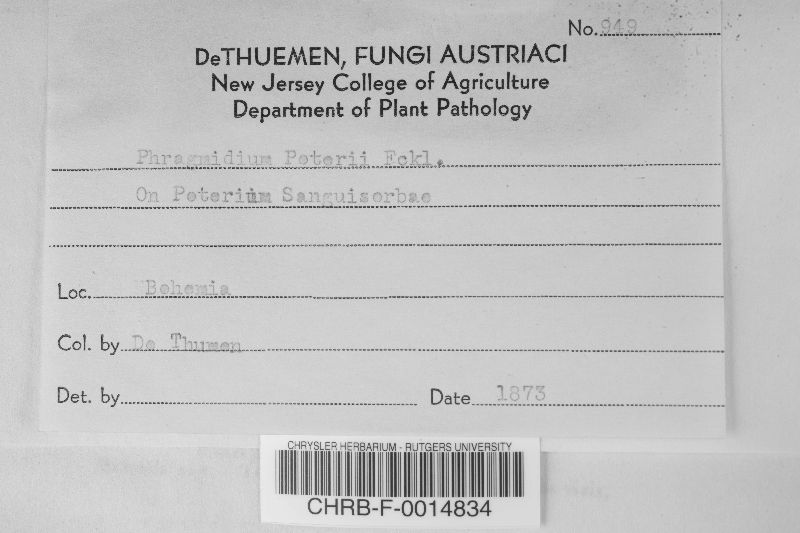 Phragmidium poterii image
