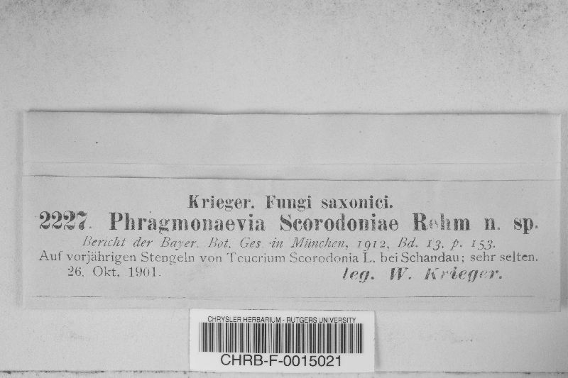 Phragmonaevia scorodoniae image