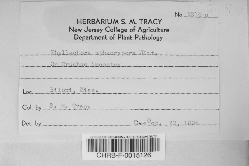 Phyllachora sphaerospora image