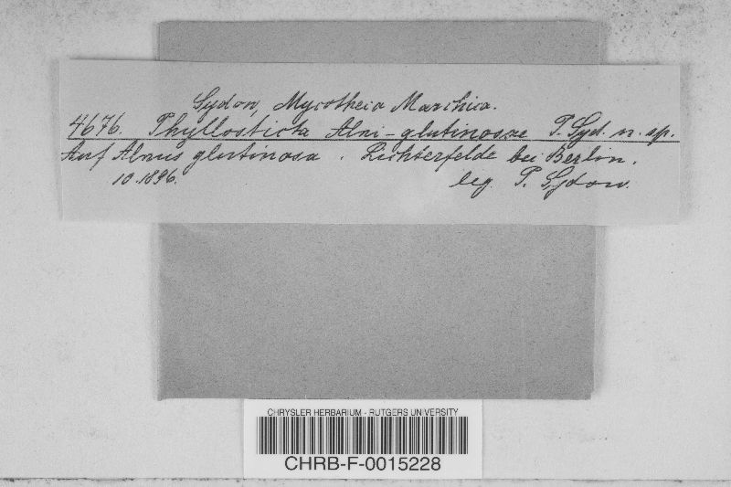 Phyllosticta alni-glutinosae image