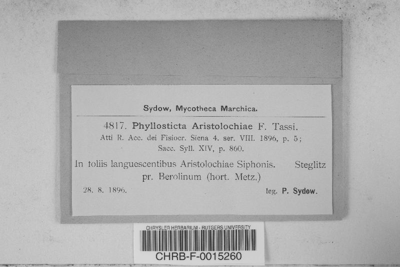 Phyllosticta aristolochiae image