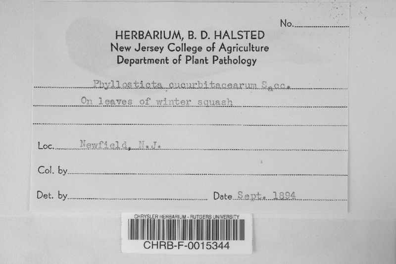 Phyllosticta cucurbitacearum image