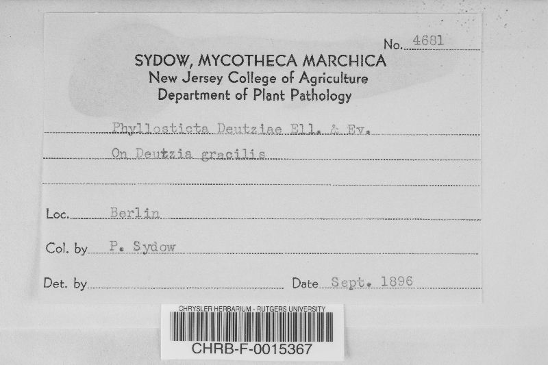 Phyllosticta deutziae image