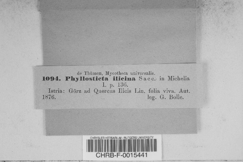Phyllosticta illinoensis image