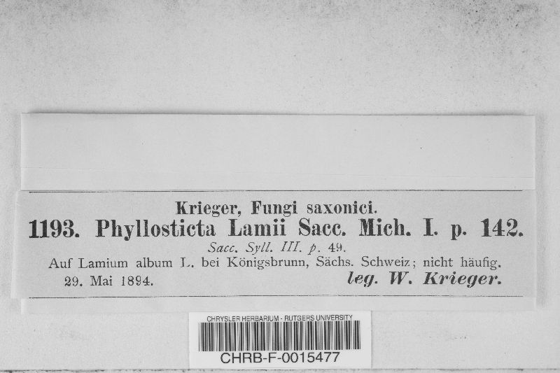 Phyllosticta lamii image
