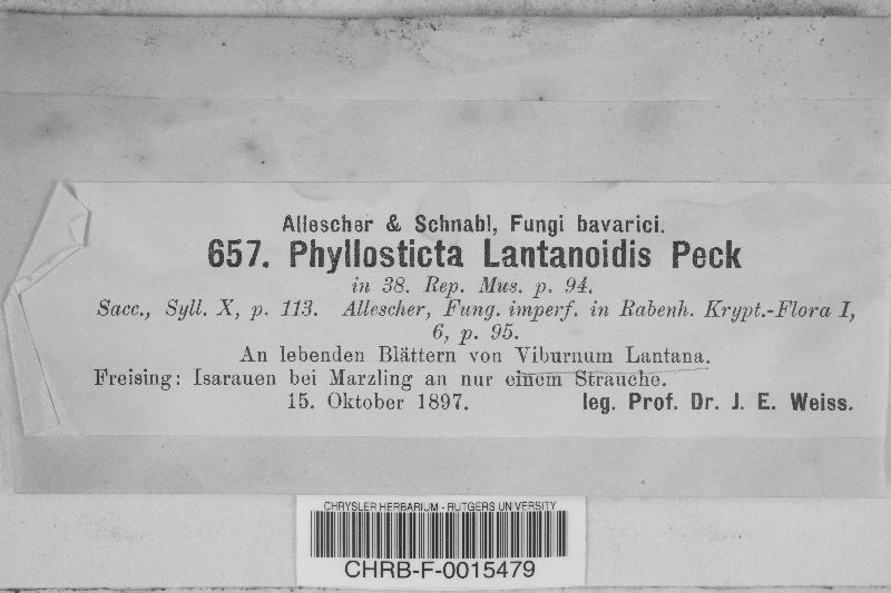 Phyllosticta lantanoidis image