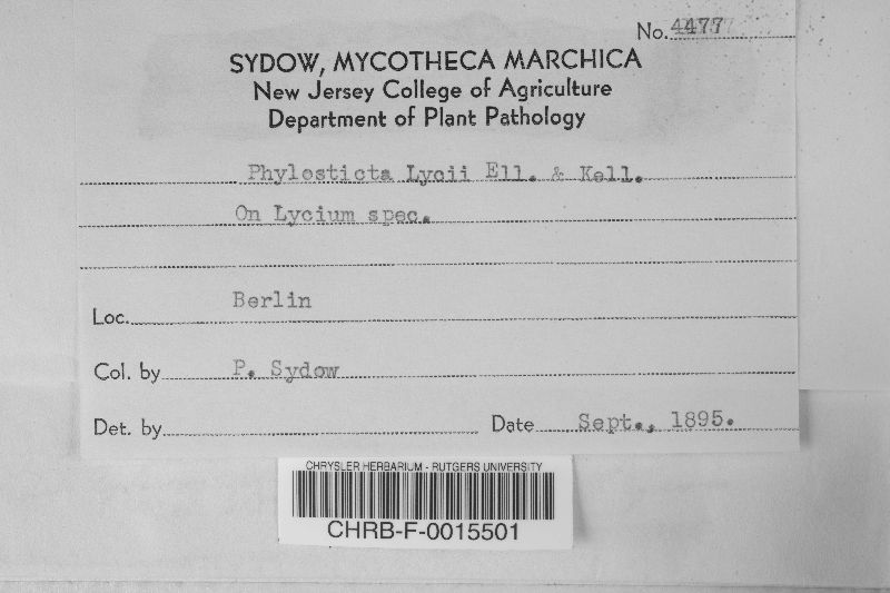 Phyllosticta lycii image