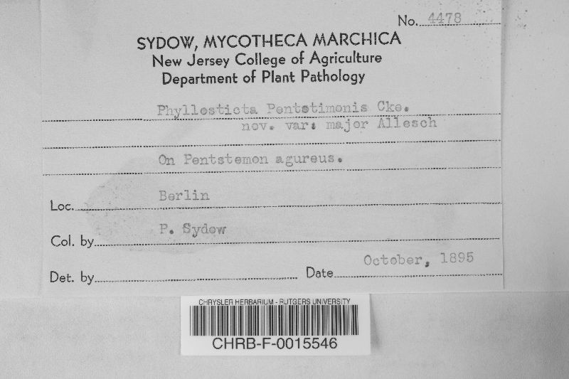 Phyllosticta pentstemonis image