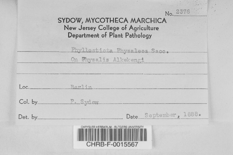 Phyllosticta physaleos image