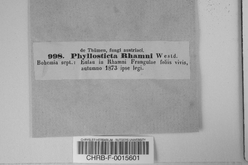 Phyllosticta rhamni image