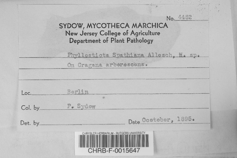Phyllosticta spaethiana image