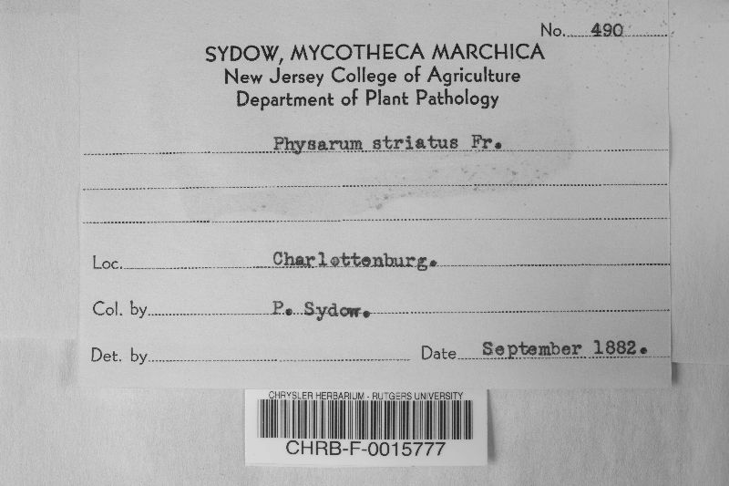 Physarum viride var. aurantium image