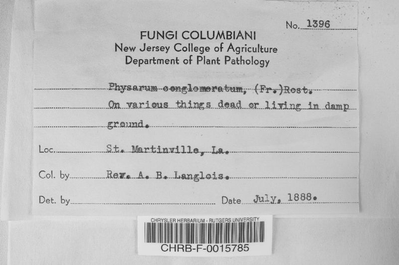 Physarum conglobatum image